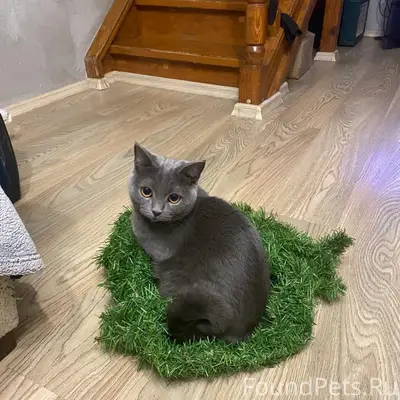 Пропала кошка Буся, Калуга