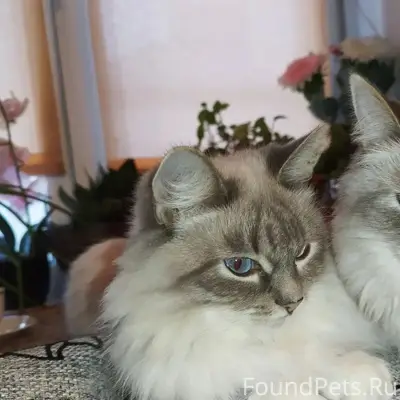 Пропала кошка Алиса, Уктус, Екатеринбург
