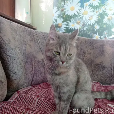Найдена кошка, сады за плотиной