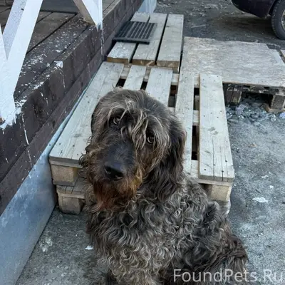 Пропал пёс, развилка Шонгуй