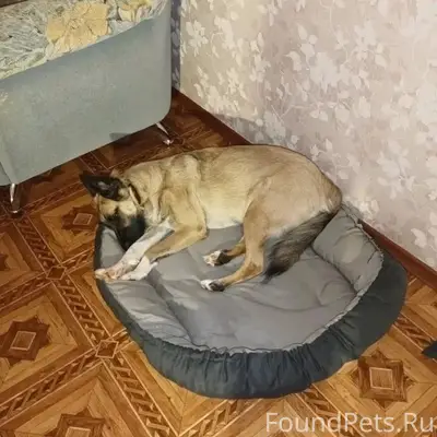 Пропала собака