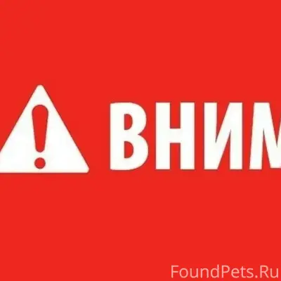 Пропал Мейн Кун, Никитина 4