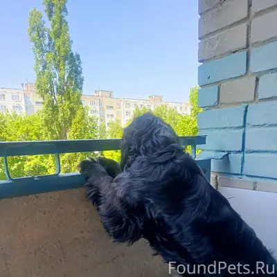 Найден спаниель, мрн, семилукские выселки