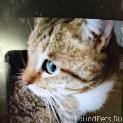 Потерялся кот