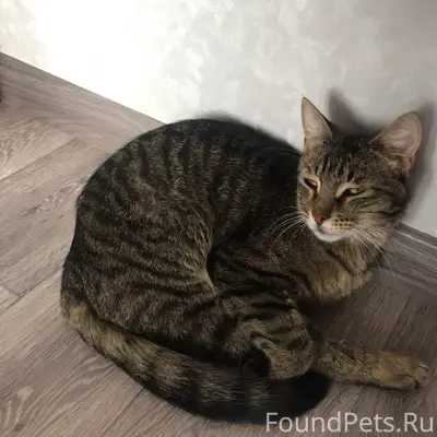 Пропал кот Леон, Московский район