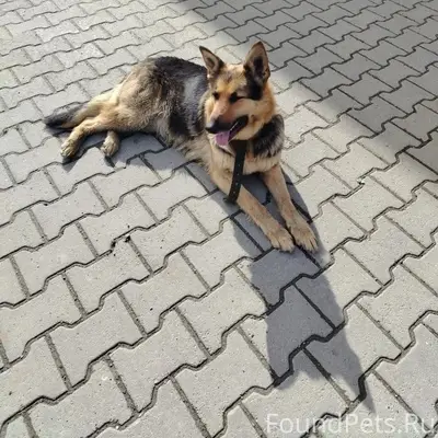 Найден пёс, знает команды
