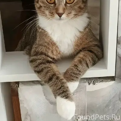 Пропала кошка Мурка, Сентюрева 1/3