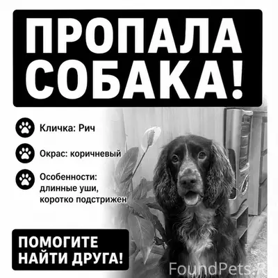 Пропала русский спаниель, пос. Карьер