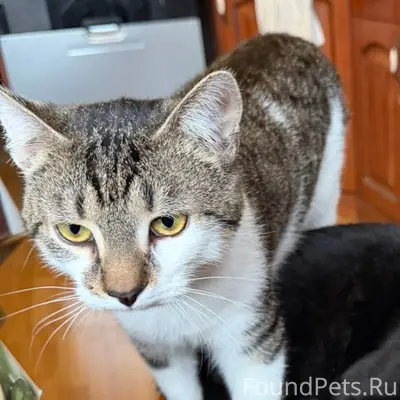Пропал кот, улица Генерала Симоняка