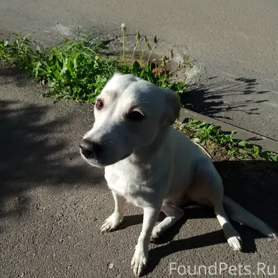 Найдена собака, Ворошилова