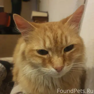 Найден рыжий кот, район Чкалова Шаумяна