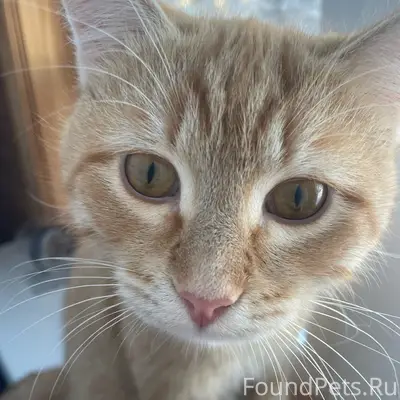Пропал кот Рыжик, п. Новый свет