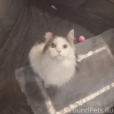 Найден кот, пр-т Труда 5