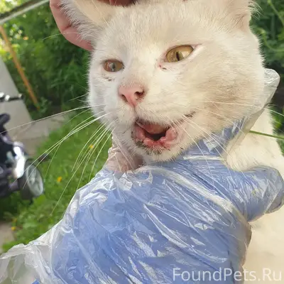 Найдена кошка, посёлок Шуберское