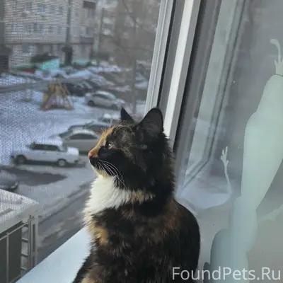 Пропала кошка Килька, ул. Набережная