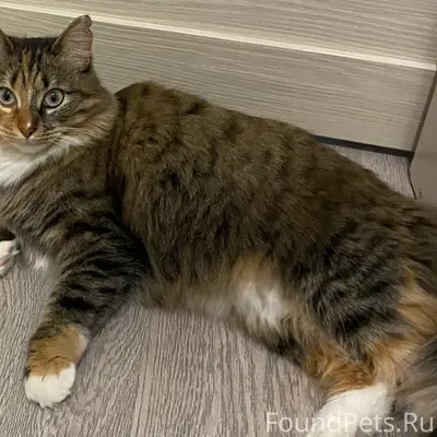 Пропала кошка, Череповец