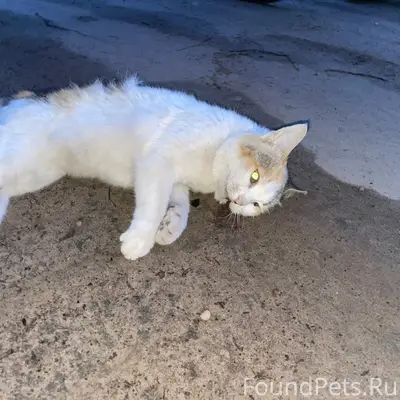 Найден кот, состояние неизвестно