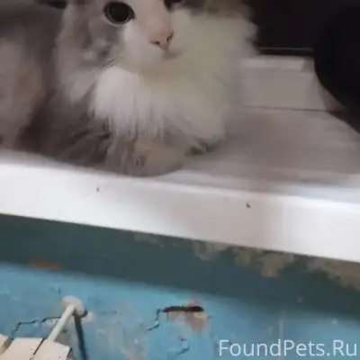 Пропала кошка Чюня, район водолечебницы
