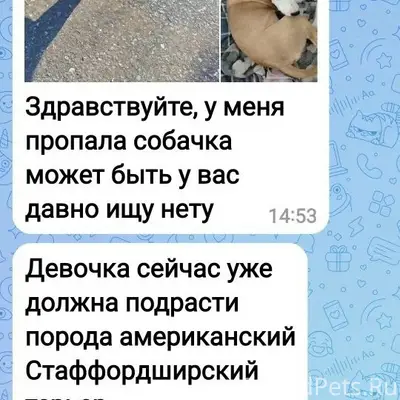 Пропала стафф-девочка, Каменка