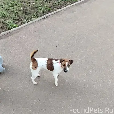 Пропала собака Джесси, Джек рассел