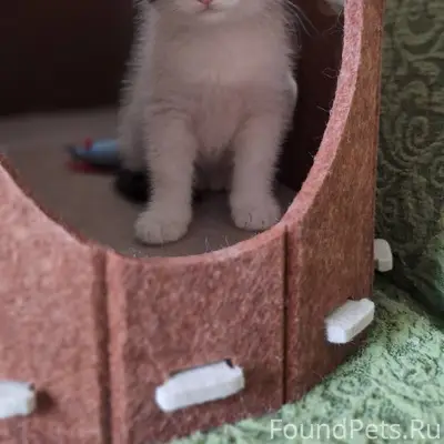 Пропала трёхцветная кошечка, возраст 2 месяца