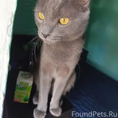 Пропал кот Митя, кирпичный район