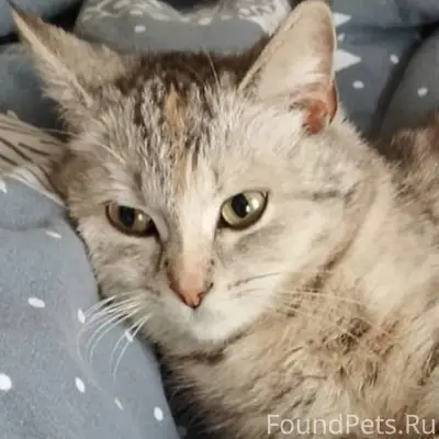 Пропала кошка, ул. Рабочая