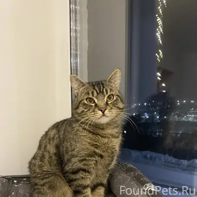 Пропал кот, Юбилейная 27