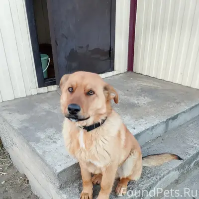 Пропал рыжий пёс, пропал без ошейника