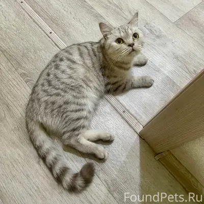 Найдена кошка, р-н Титана на Луче