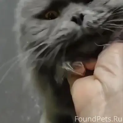 Найдена вислоухая кошка, Тушино