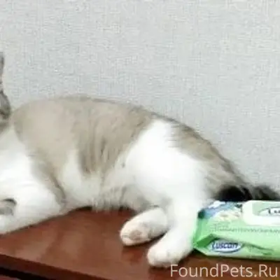 Пропали коты, Куюки