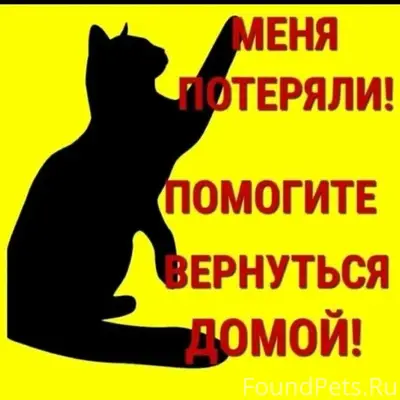 Найдены бенгальские коты, Абакан, ул. Крылова