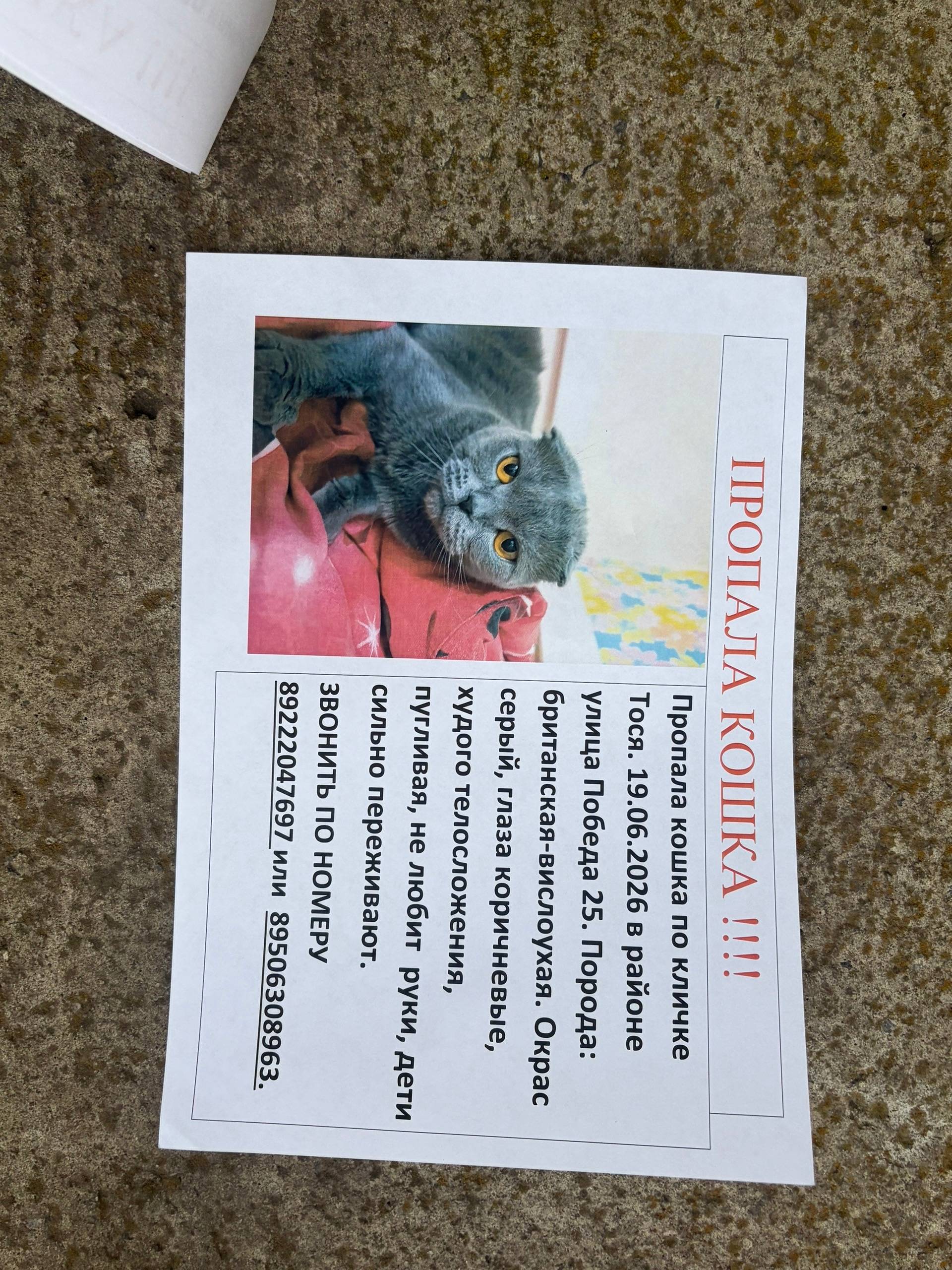 Пропала кошка, Сухой Лог