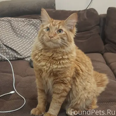 Пропал рыжий кот, ул. 8а. Пер. 5