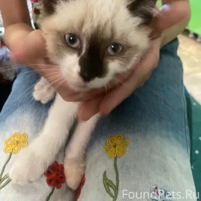 Найдена кошка-котёнок, коричневый, ул. Баумана