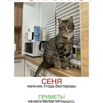 Пропал кот, Подлесный