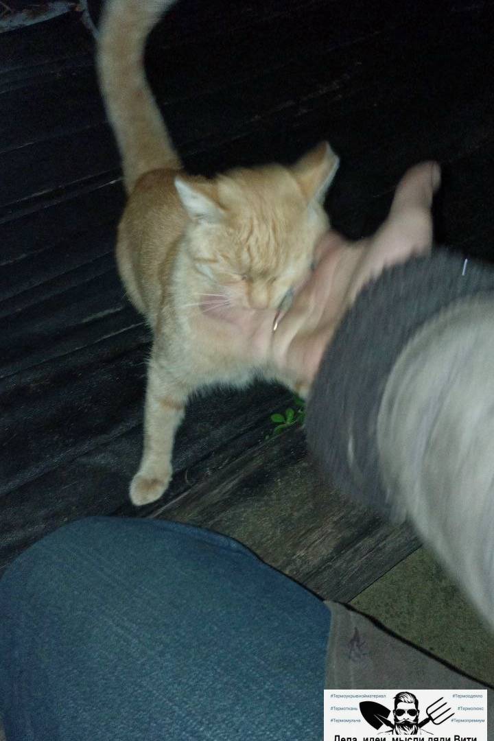 Найдена рыжая кошка, [место не указано]