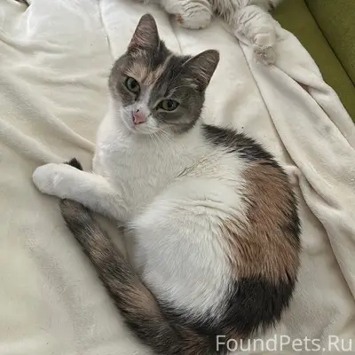 Пропала кошка Тёпа, Расторгуево