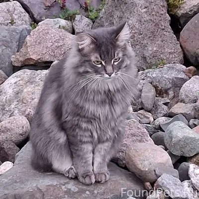 Пропал кот, Шекснинский район