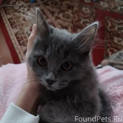Пропала кошка Сима