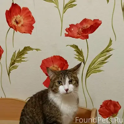 Пропала кошка Мисса, п. Ермаково