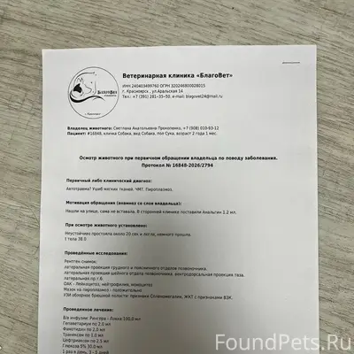 Найден метис волка Юна, г. Красноярск