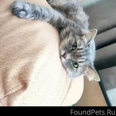 Пропала кошка, 53/22а