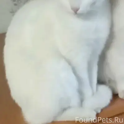 Пропала кошка, белый окрас, Кстово