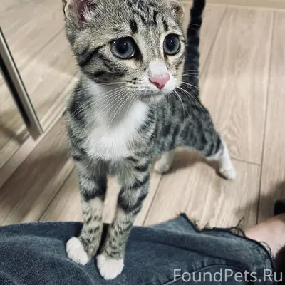 Найден котёнок, район Чернова