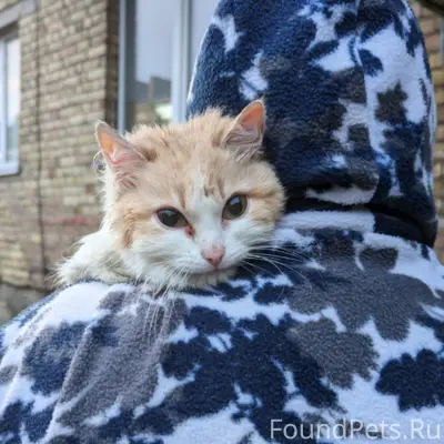 Найдена кошка, 6 микрорайон, г. Сосногорск