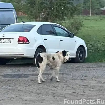 Найден алабай/метис, Зеленоград