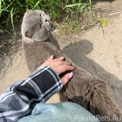 Найдена кошка, с. Федино