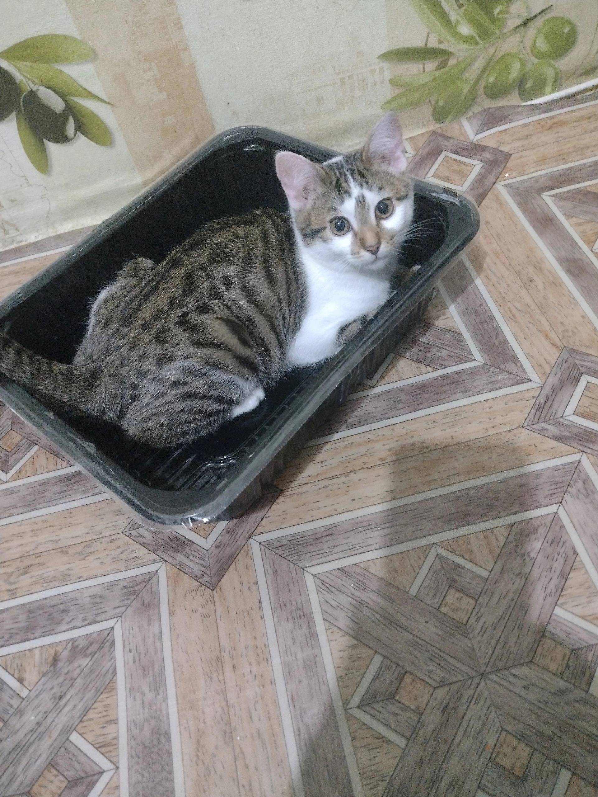 Пропала кошка, 56 дом